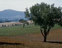 cal-f-011862-0000
